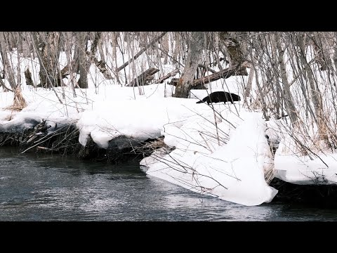 Видео: Trout в марте, где ловить форель весной.