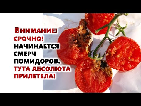 Видео: Внимание! Срочно!!! Смерч томатов начинается. Тута Абсолюта прилетела! Что делать?