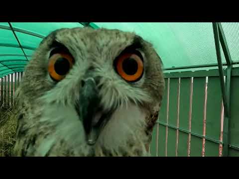 Видео: Филины перебираются в новый вольер