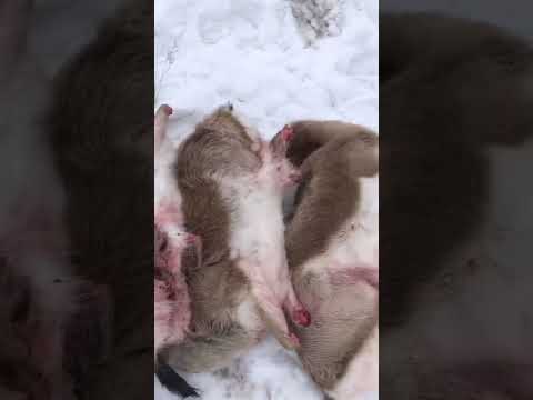 Видео: Задержание браконьеров с тушами джейранов! Жетысуйская область, Уштөбе. Охотзоопром.