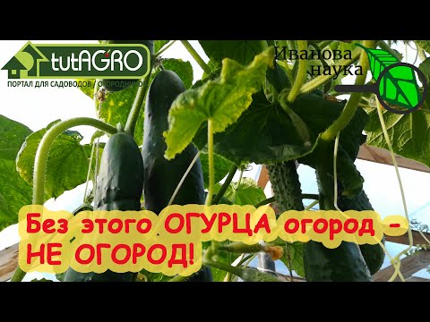 Видео: САМЫЙ ВКУСНЫЙ ОГУРЕЦ! Другие сорта и сажать не буду (почти). Идеальный огурец для любого огорода!