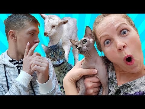 Видео: ЛЫСАЯ КОШКА ШОКИРОВАЛА маму Милана в КЛЕТКЕ С ЛИСОЙ и другие животные обед во вьетнамском ресторане