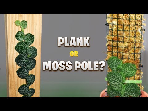 Видео: Лучшая опора для растений, плетущихся из черепицы? Моховой шест против доски (полное сравнение)