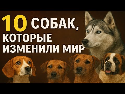 Видео: 10  СОБАК, которые изменили Мир