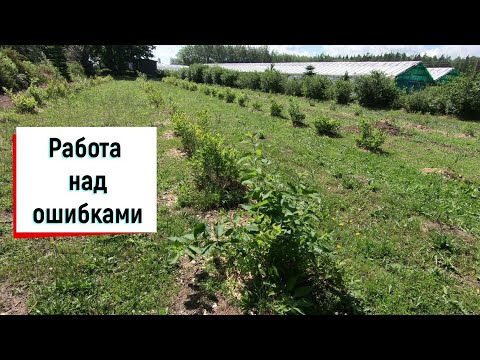 Видео: Плантация голубики в питомнике