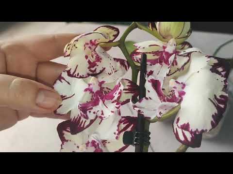 Видео: Какие красивые новинки 💓😍.Биглип шикарный, жаль, что корни в дороге схлопнул🥺😔