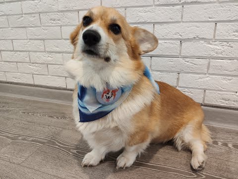 Видео: Вышивка за сентябрь.  Хаед, Panna брошь, Dimensions, подушка Чаривница.