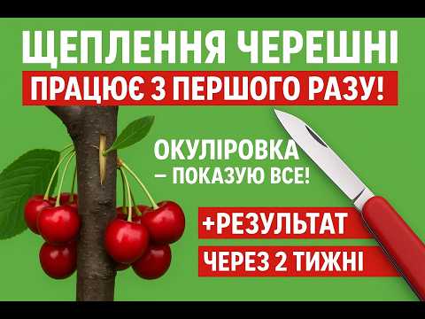 Видео: Щеплення черешні на вишню без деревини. Мега простий спосіб, який спрацював у мене!