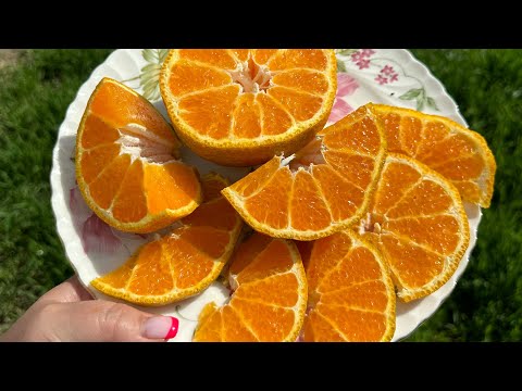 Видео: Мандарин Декопон🍊Dekopon🍊, як завжди, неперевершений 👍