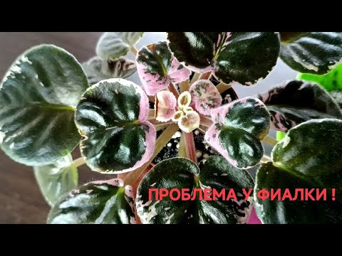 Видео: ЧТО С ФИАЛКОЙ??               ПОГРУЖАЕМСЯ В ПРИЧИНЫ.