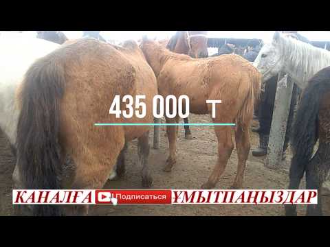 Видео: Тараз мал базары 24.11.2019ж Таразский скотный рынок