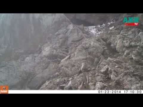 Видео: «Салкын-Төрдү» байырлаган жаныбарлардын фотокапканга түшкөн сүрөттөрү