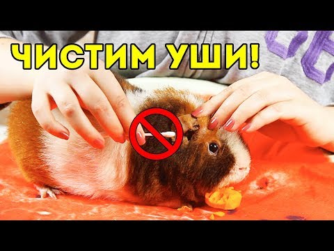 Видео: КАК ЧИСТИТЬ УШИ МОРСКОЙ СВИНКЕ? ТОЛИК ОГЛОХ 😨