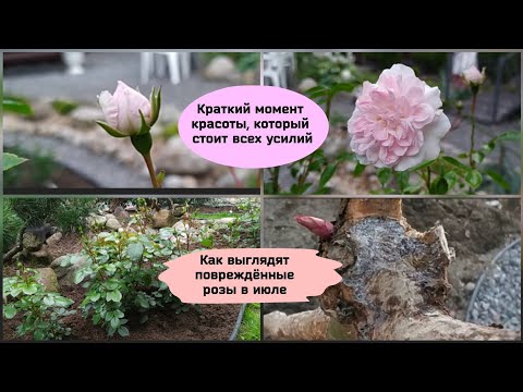 Видео: Как я восстанавливала повреждённые грызунами розы.