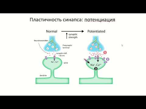 Видео: Межнейронные синапсы.  Интегративная деятельность нейрона.