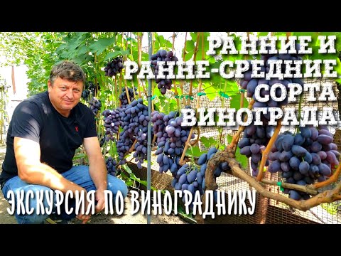 Видео: ОБЗОР РАННИХ И РАННЕ-СРЕДНИХ СОРТОВ ВИНОГРАДА. ПОДРОБНАЯ ЭКСКУРСИЯ. Тайм-коды в описании