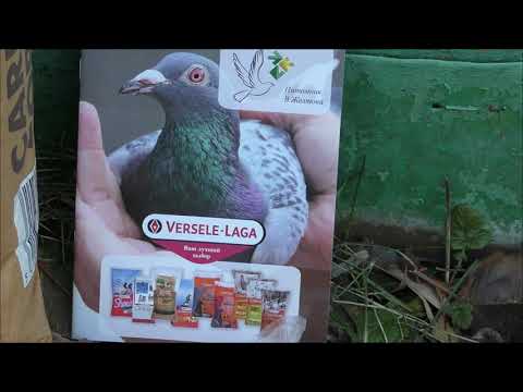 Видео: СОВМЕСТНЫЙ ВЫПУСК ДЕРИШЕЙ И МЕТИСОВ 16. 11. 21г.  КУПИЛ ВАКЦИНУ И ПОДКОРМКУ