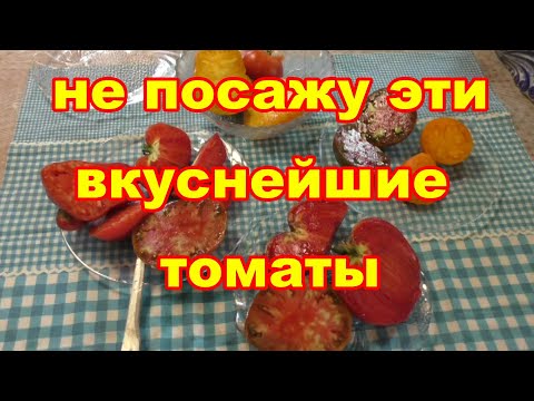 Видео: Вкусные томаты Загадка природы и Кенигсберг мне не подошли