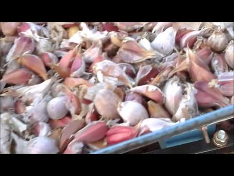 Видео: мототрактор Зубр 12 лс посадка однорядной сеялкой зубка озимого чеснока"Любаша" 27 10 2016 (garlic )