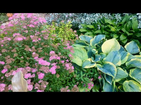 Видео: АСТИЛЬБЫ. СПИРЕИ. САД В ПАСТЕЛЬНЫХ ТОНАХ.