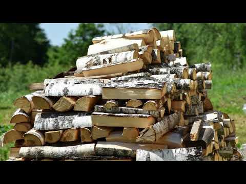 Видео: Дикорастущие деревья