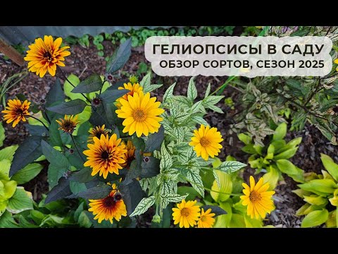 Видео: Обзор сортов гелиопсисов, сезон 2025