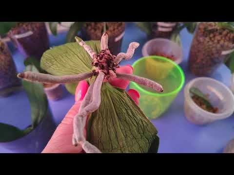 Видео: 25.08.21.ОРХИДЕИ..посадка в мох.. наращивание корней.