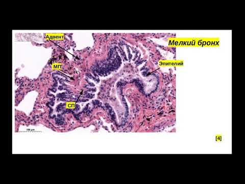 Видео: Гистологическое строение органов дых системы. Препарат Легкое.  Типы бронхов. Ацинус легкого.