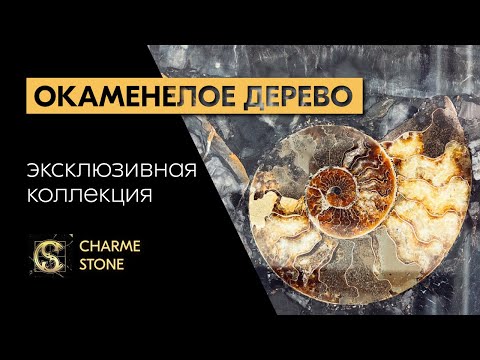 Видео: Окаменелое дерево | PETRIFIED WOOD | эксклюзивная коллекция Charm stone | Шарм стоун