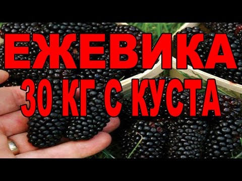 Видео: Ежевика что с ней делать как ухаживать, обрезать. Ежевика садовая