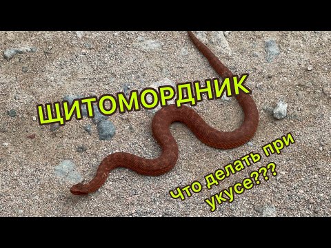 Видео: Очередное познавательное видео с @outdoorcenteralmaty89 , ядовитые змеи 🐍