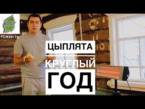 Видео: ТЕПЕРЬ Я ВЫРАЩИВАЮ БРОЙЛЕРОВ🐥 ЗИМОЙ