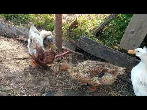 Видео: Утки для разведения. Какую утку выбрать?