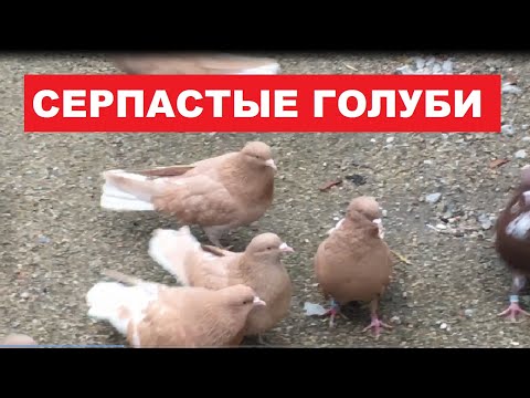 Видео: Серпастые голуби. Заехали в гости к голубеводу Виктору Николаевичу.