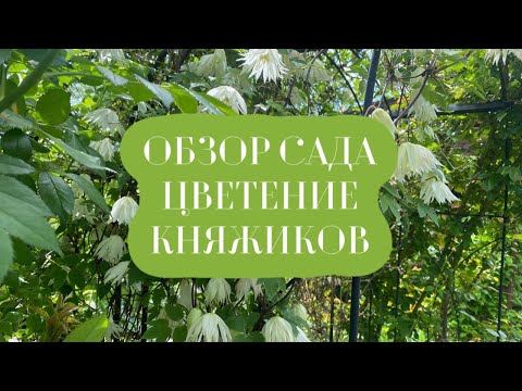 Видео: ОБЗОР САДА. ЦВЕТЕНИЕ КНЯЖИКОВ!