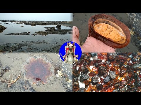 Видео: Стародубское. Янтарь. Отлив. Сахалин.