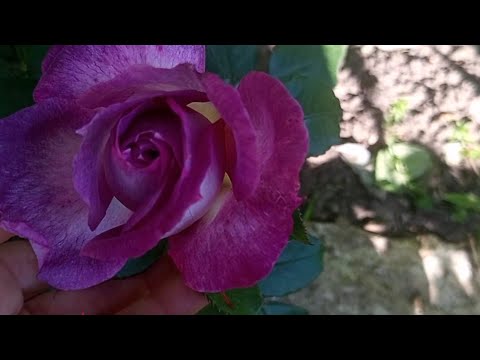 Видео: Пошла по саду и не смогла остановиться 🤦‍♀️😂, встречайте - "мини" обзор🌹🪴🌸🌱💕