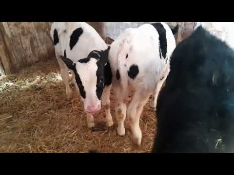 Видео: Рацион кормления двух месячных телят.