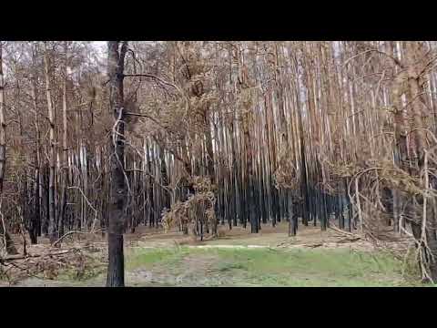 Видео: Новосанжарська трагедія,майже рік після пожежі