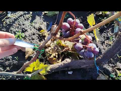 Видео: Виноград на 2 листопада 2025 року