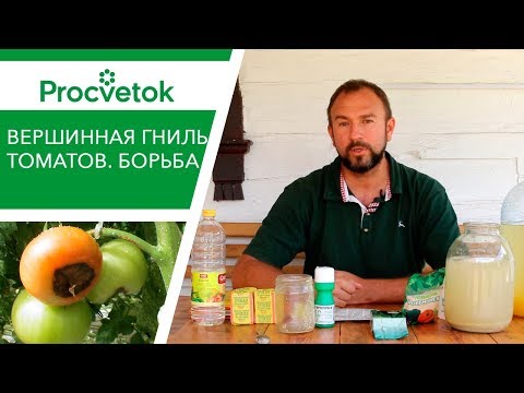 Видео: Болезни томатов - вершинная гниль. Чем подкормить томаты, огурцы, перец, баклажаны? Средства защиты.