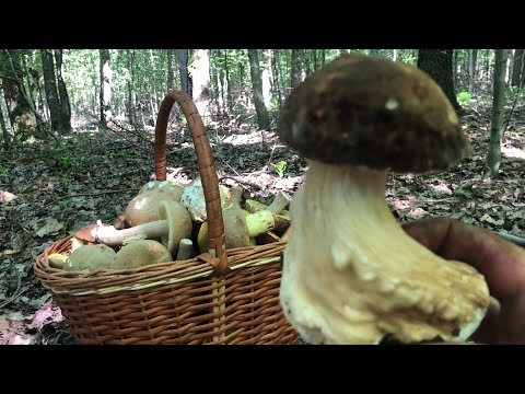 Видео: Багато білих грибів в жару. 08.07.24