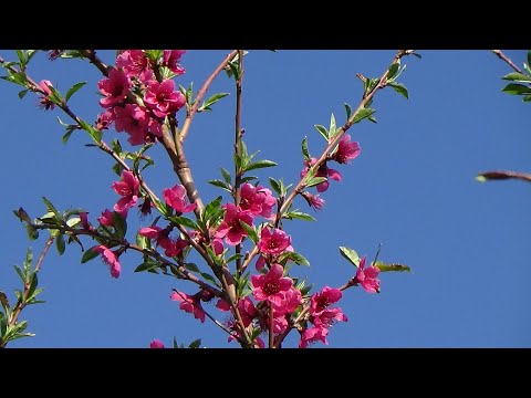 Видео: Обзор цветущего сада:  персики, черешня, алыча