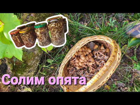 Видео: Соленые опята. Простой способ горячей засолки. #соленья #грибы #опята