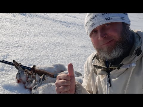 Видео: Самая лучшая охота на зайца-русака 2020года. ,,Три отличных трофея !!! ,, (Перезагрузка.)