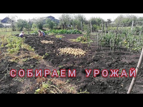 Видео: ВЫКОПАЛИ КАРТОШКУ/СКОСИЛИ ТРАВУ/ УБОРКА УЧАСТКА/ЖИЗНЬ В ДЕРЕВНЕ