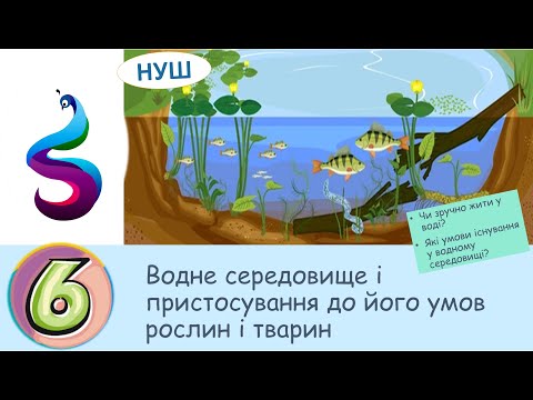 Видео: ВОДНЕ СЕРЕДОВИЩЕ.Чи зручно жити у воді?