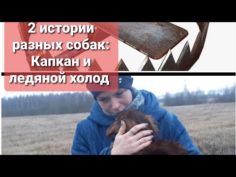 Видео: Истории двух разных собак. Одна попала в капкан, вторую бросили умирать в поле