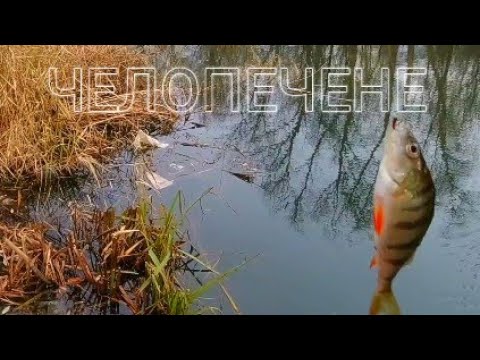 Видео: СПИНИНГ РИБОЛОВ НА ЧЕЛОПЕЧЕНЕ.СИТНИ КОСТУРИ ГОЛ СЛЕД ГОЛ