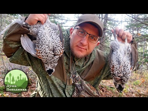 Видео: Осенняя охота в Михайловке. За рябчиками придётся побегать. Нарядный лес радует дичью.